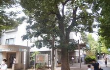 koasamonoi02.jpg